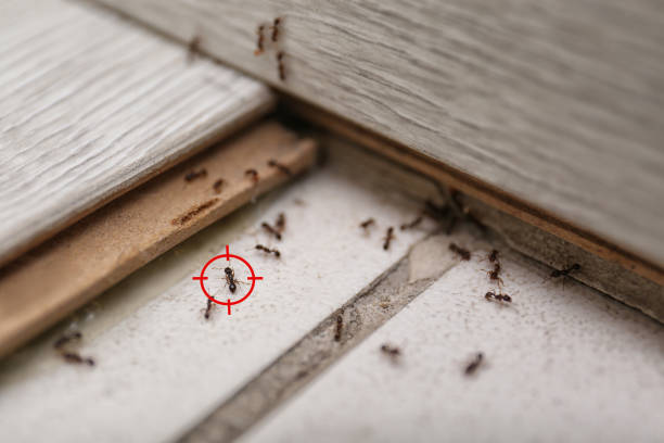 Reliable Hiram, GA Pest Control Solutions