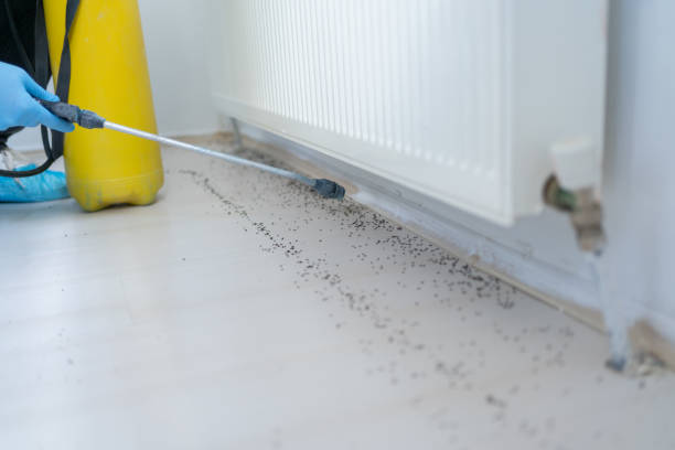 Best Wasp Removal Services  in Hiram, GA
