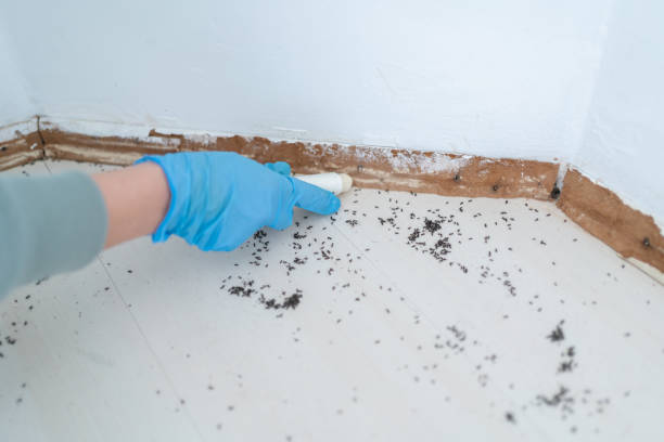 Best Local Pest Control Services  in Hiram, GA